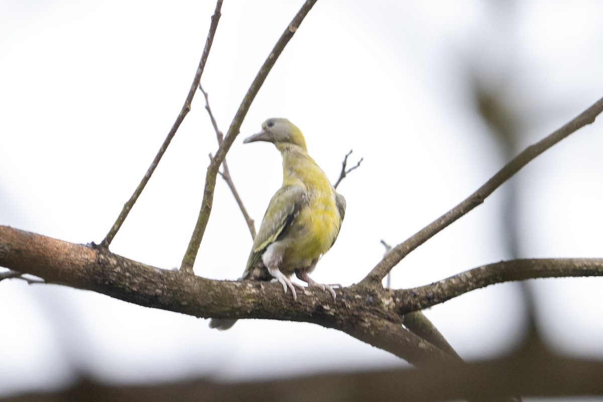 Yellow-footed Green-Pigeon - ML647013411
