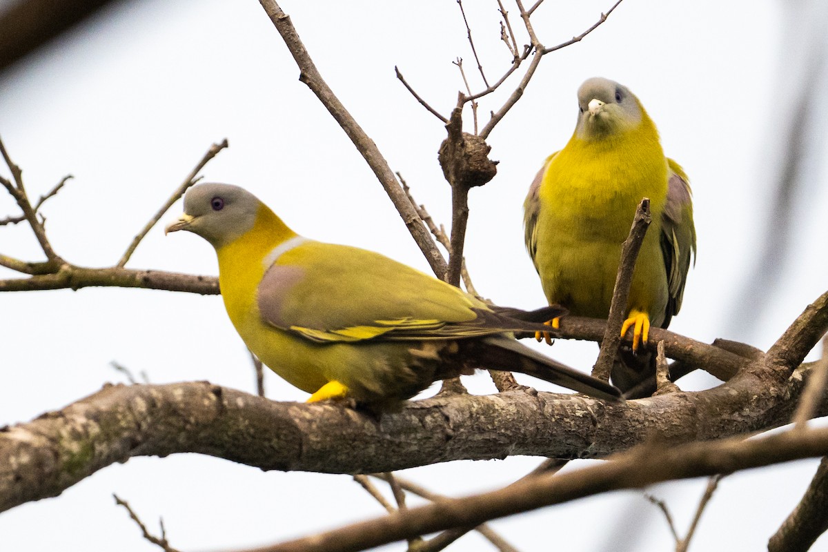 Yellow-footed Green-Pigeon - ML647013412