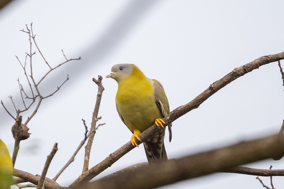 Yellow-footed Green-Pigeon - ML647013413