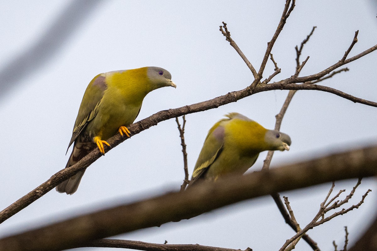 Yellow-footed Green-Pigeon - ML647013414