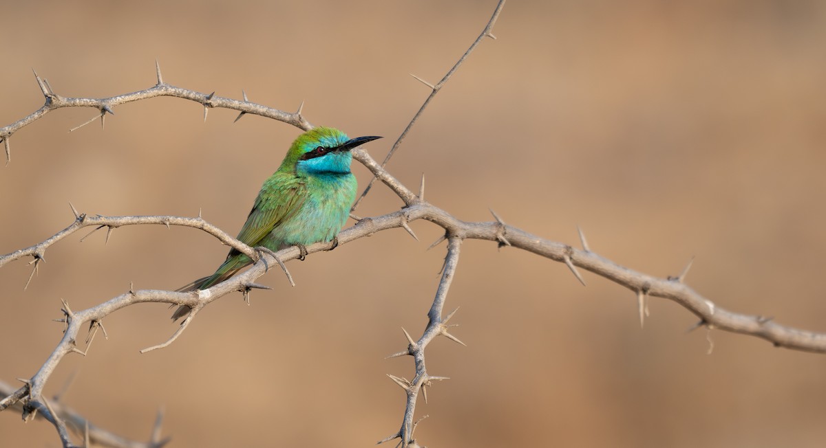 Бджолоїдка синьоброва - ML647013422