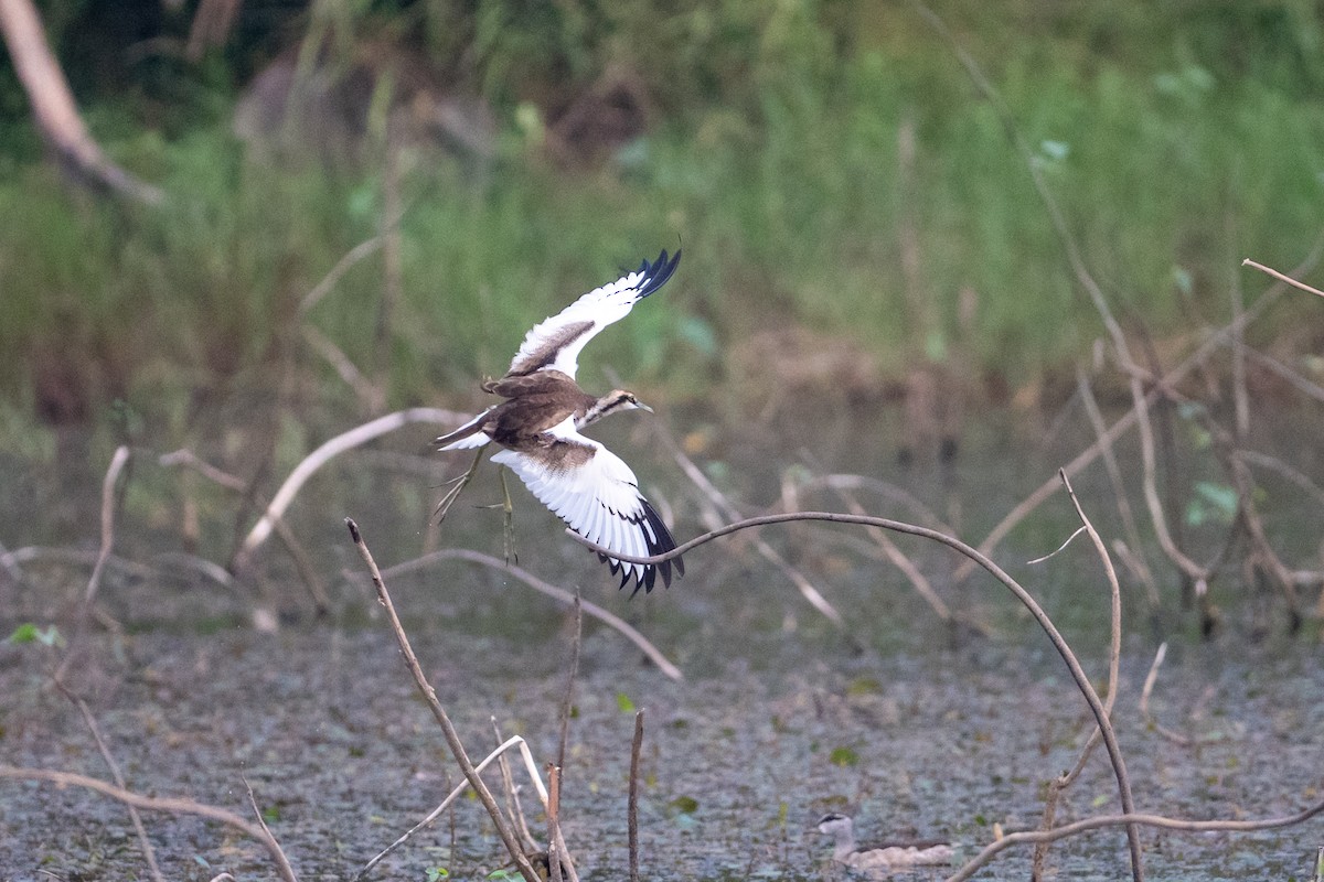 Фазанохвостая якана - ML647013424