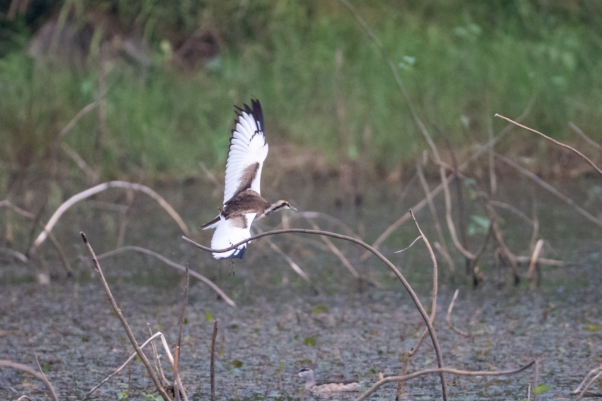 Фазанохвостая якана - ML647013425