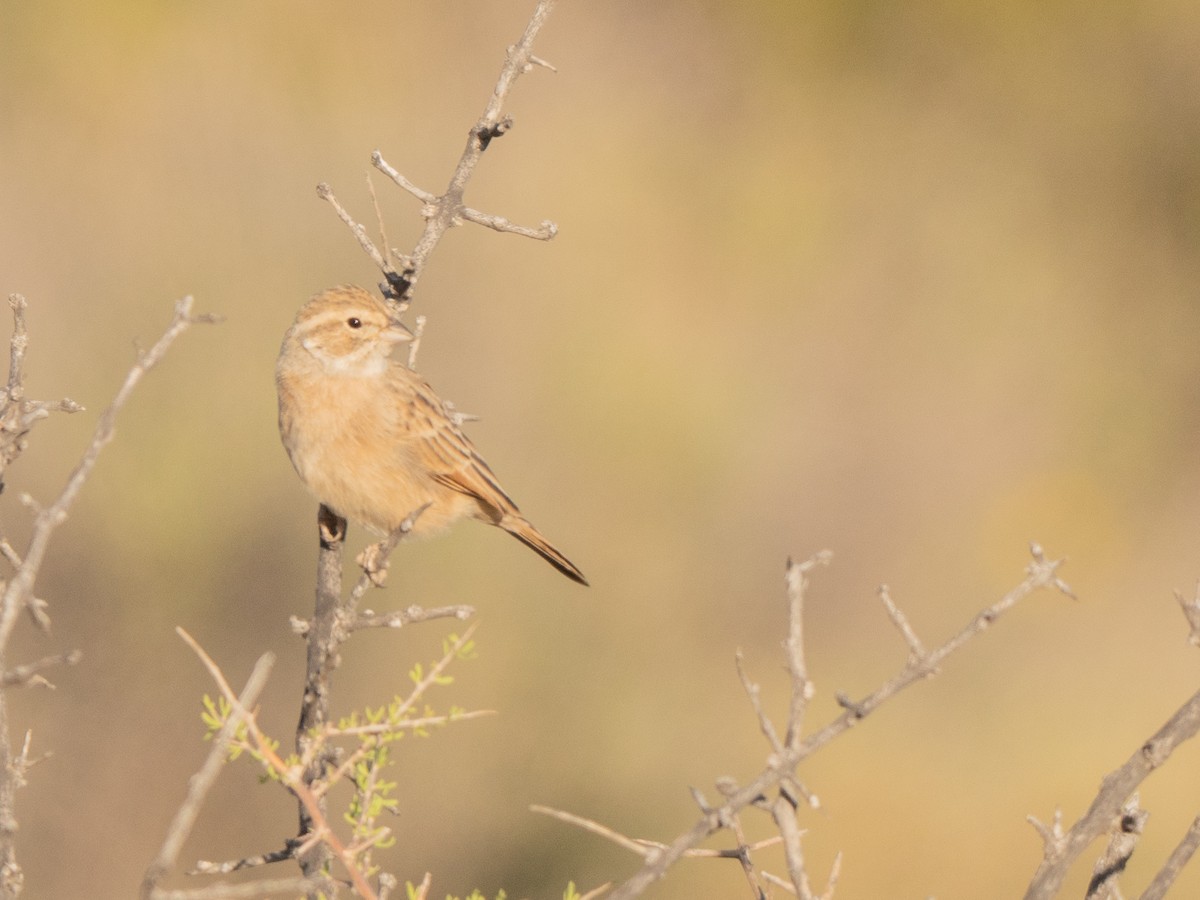 Lark-like Bunting - ML647013435