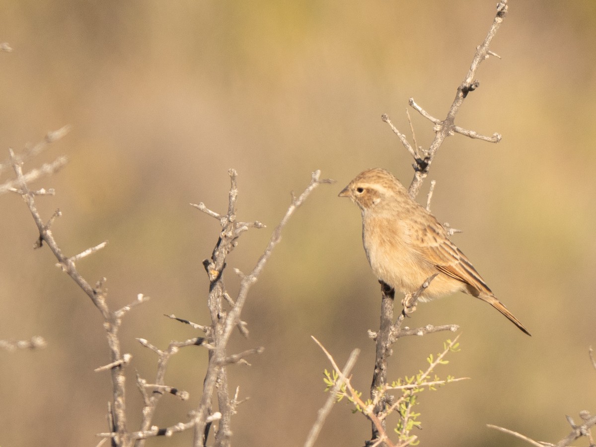 Lark-like Bunting - ML647013436