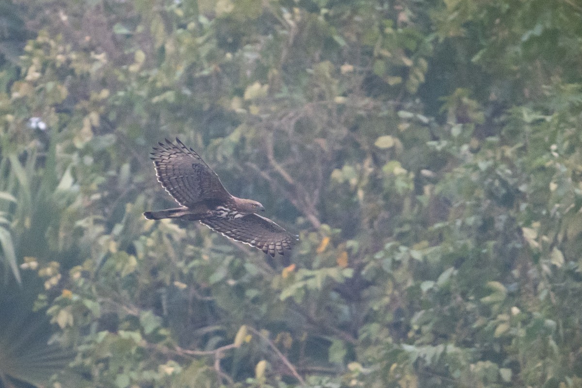 Changeable Hawk-Eagle - ML647013437