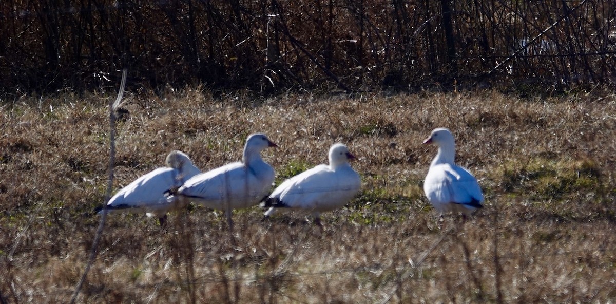 ヒメハクガン - ML647013438