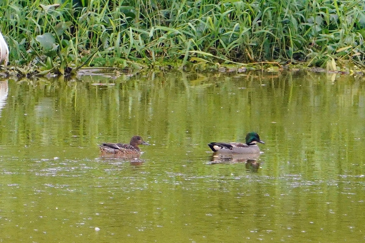 ヨシガモ - ML647013439