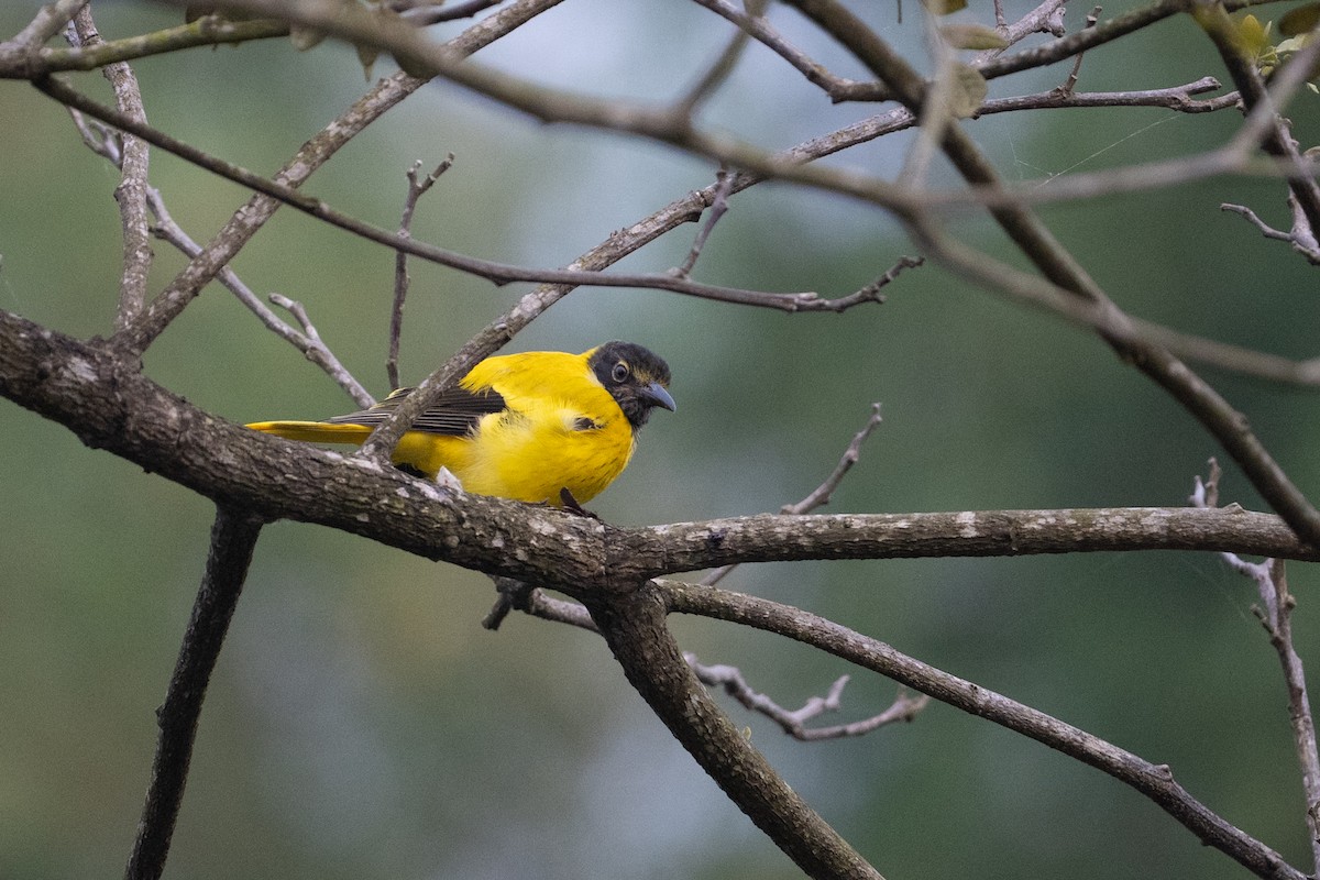 Black-hooded Oriole - ML647013443