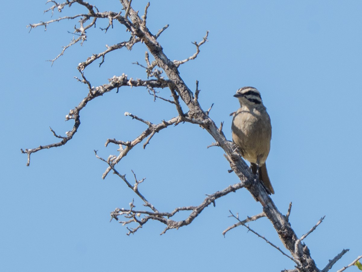 ケープホオジロ - ML647013445