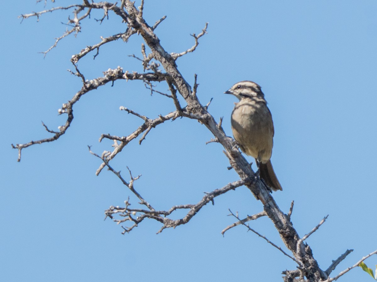 ケープホオジロ - ML647013446