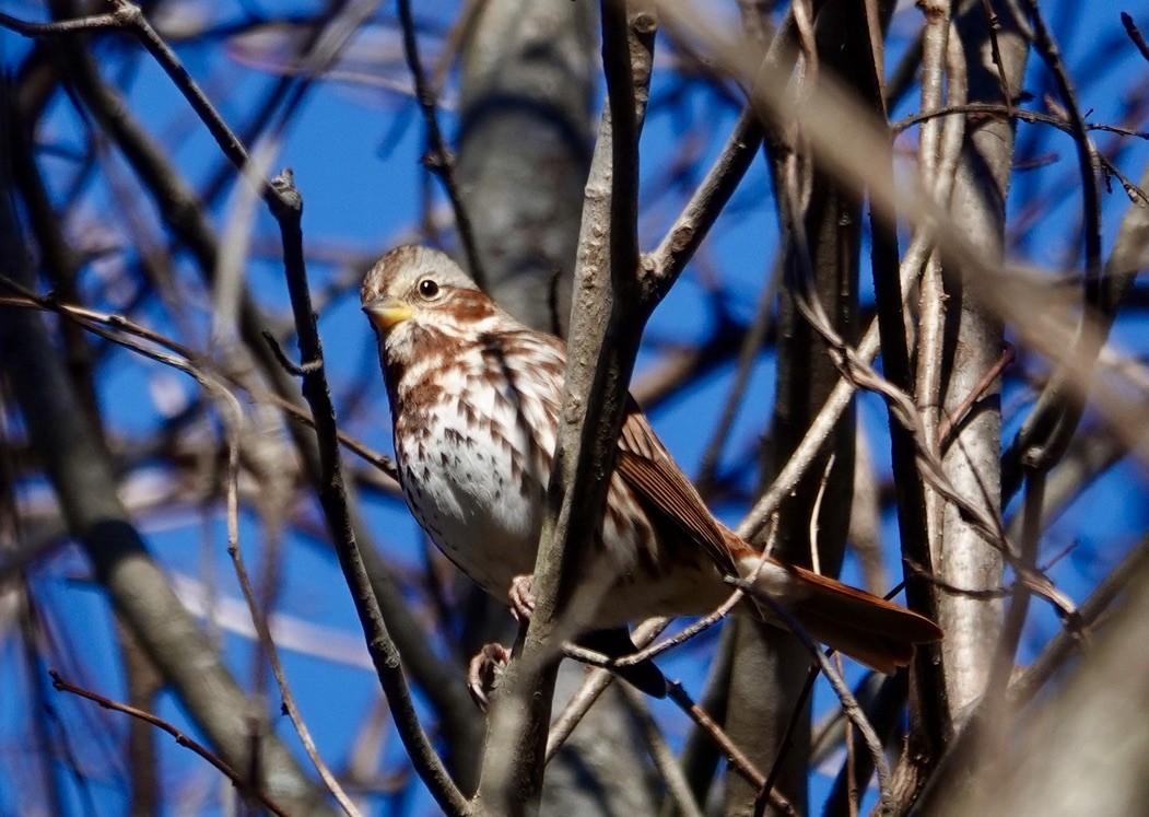 strnadec kaštanový - ML647013447