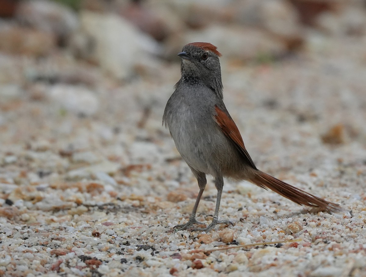 Sooty-fronted Spinetail - ML647013454