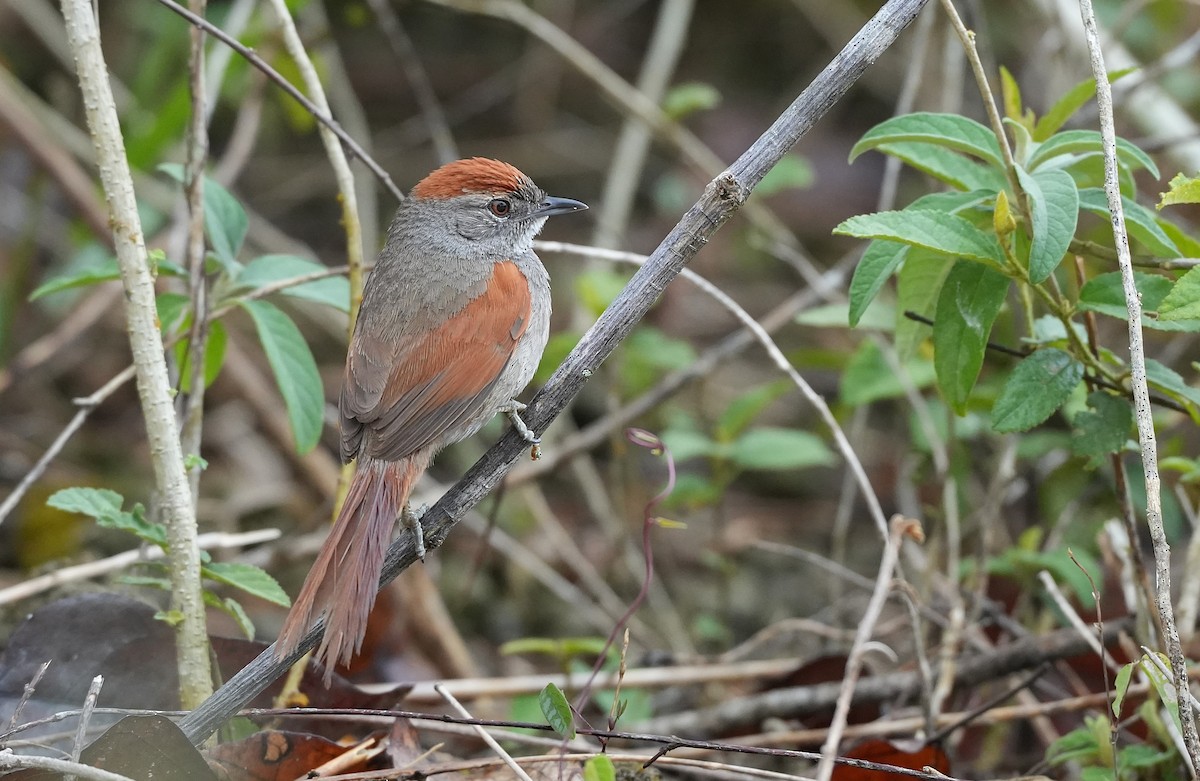 Sooty-fronted Spinetail - ML647013455