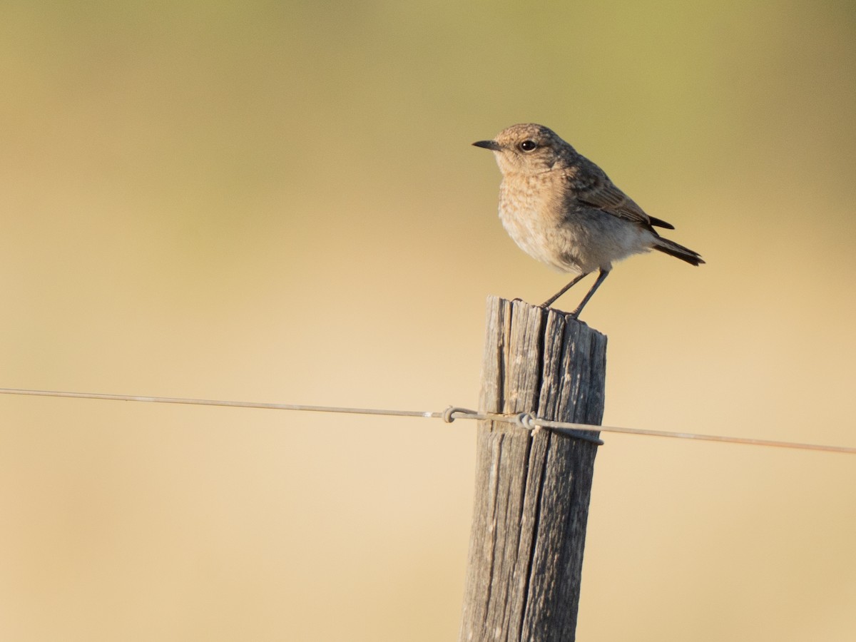 Tractrac Chat - ML647013476