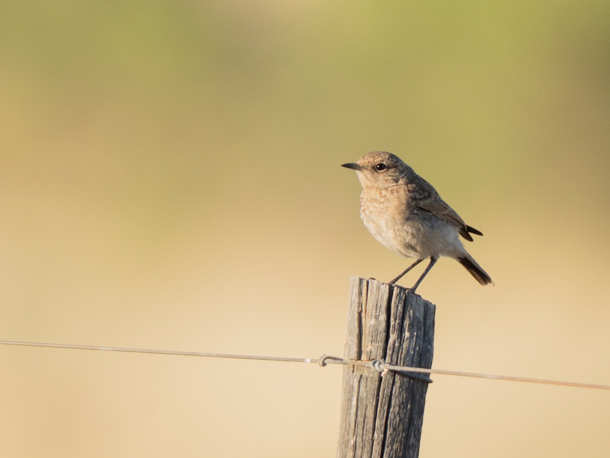 Tractrac Chat - ML647013477