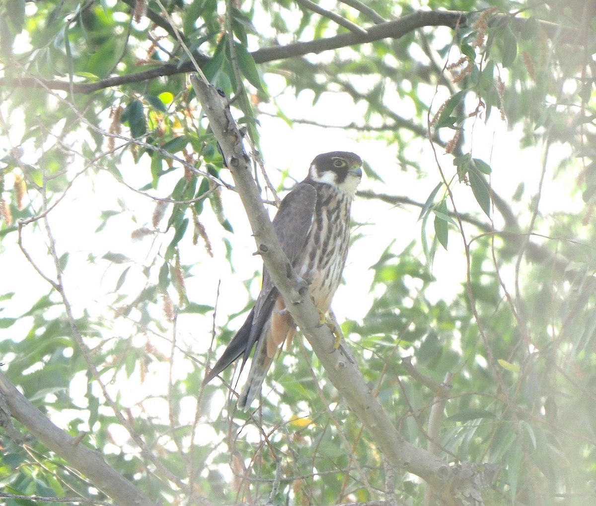 Eurasian Hobby - ML647013480