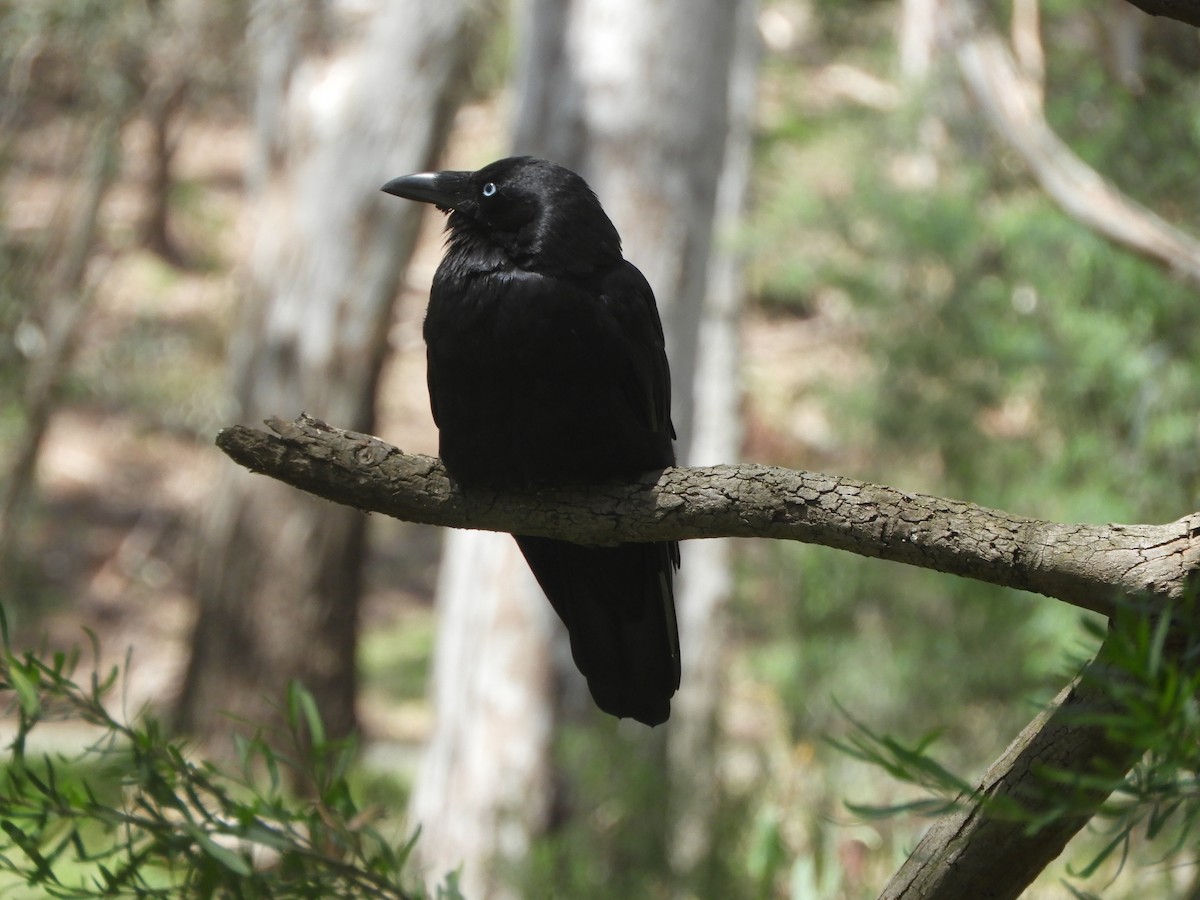 Little Raven - ML647013492