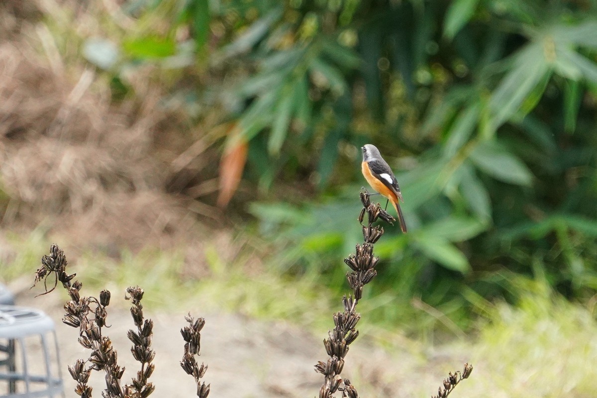 Горихвістка сибірська - ML647013496