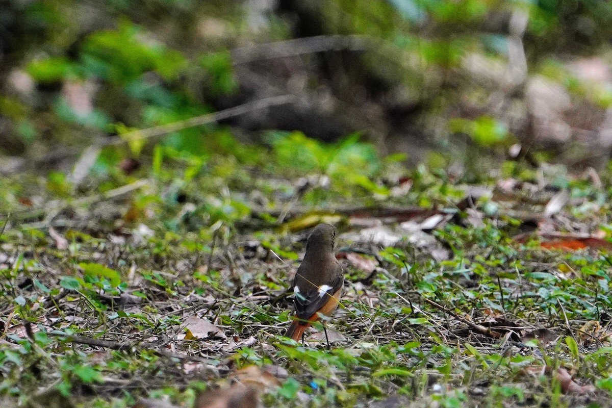 Горихвістка сибірська - ML647013497