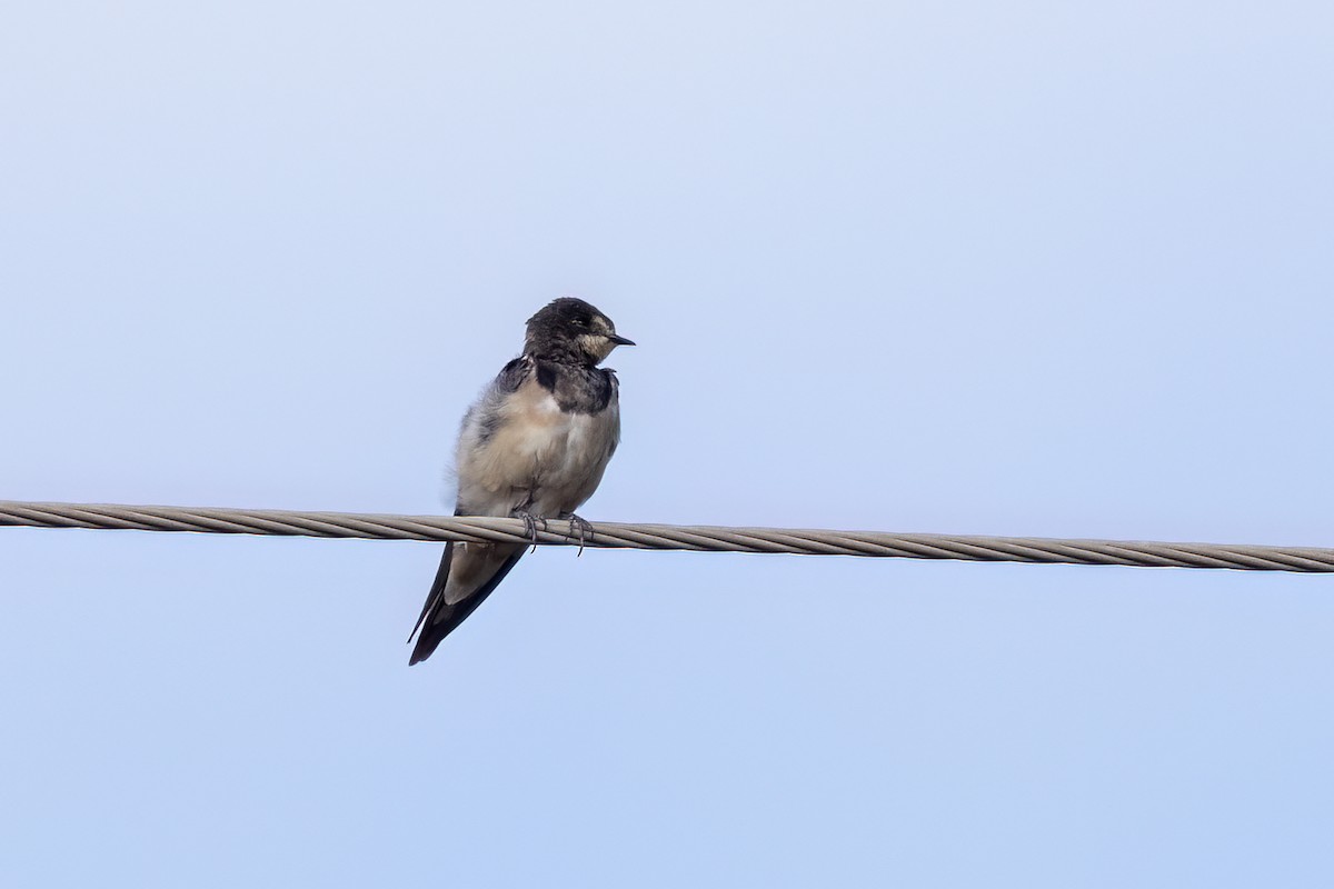 vlaštovka obecná - ML647013510