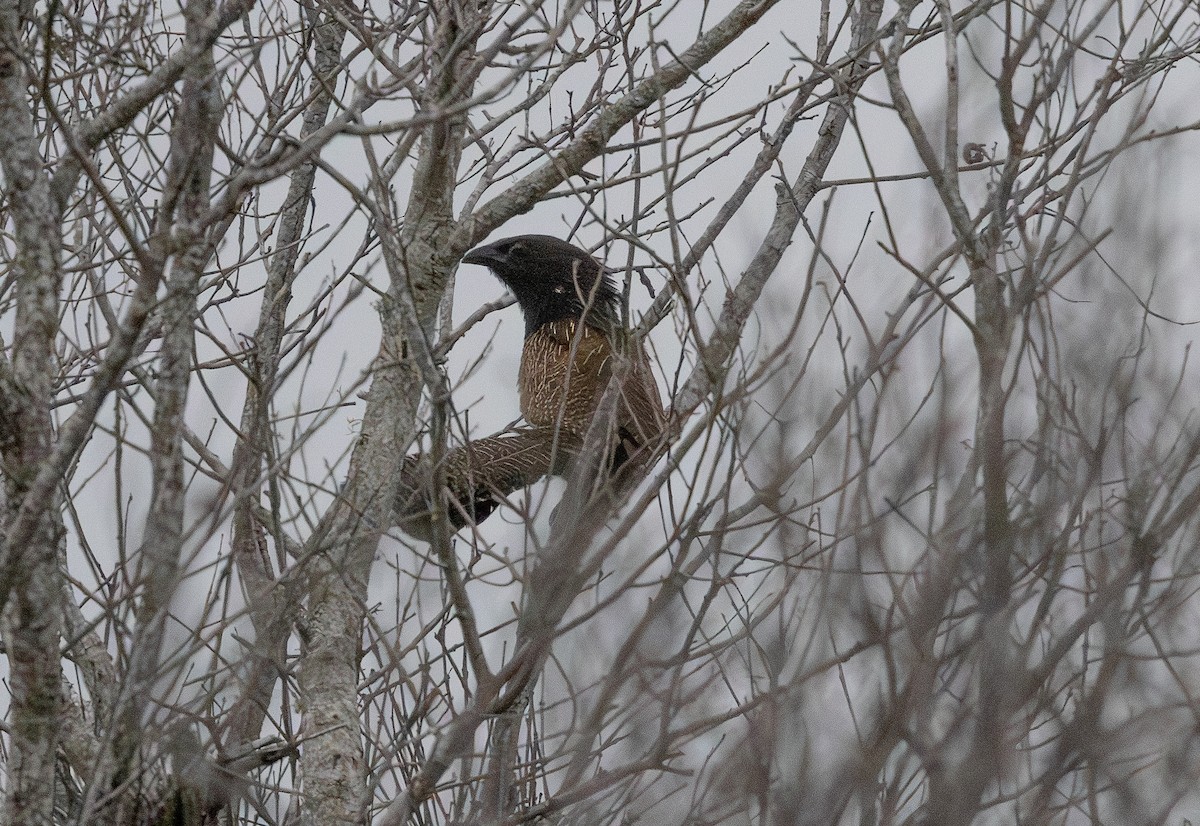 Sülün Kukalı - ML647013513