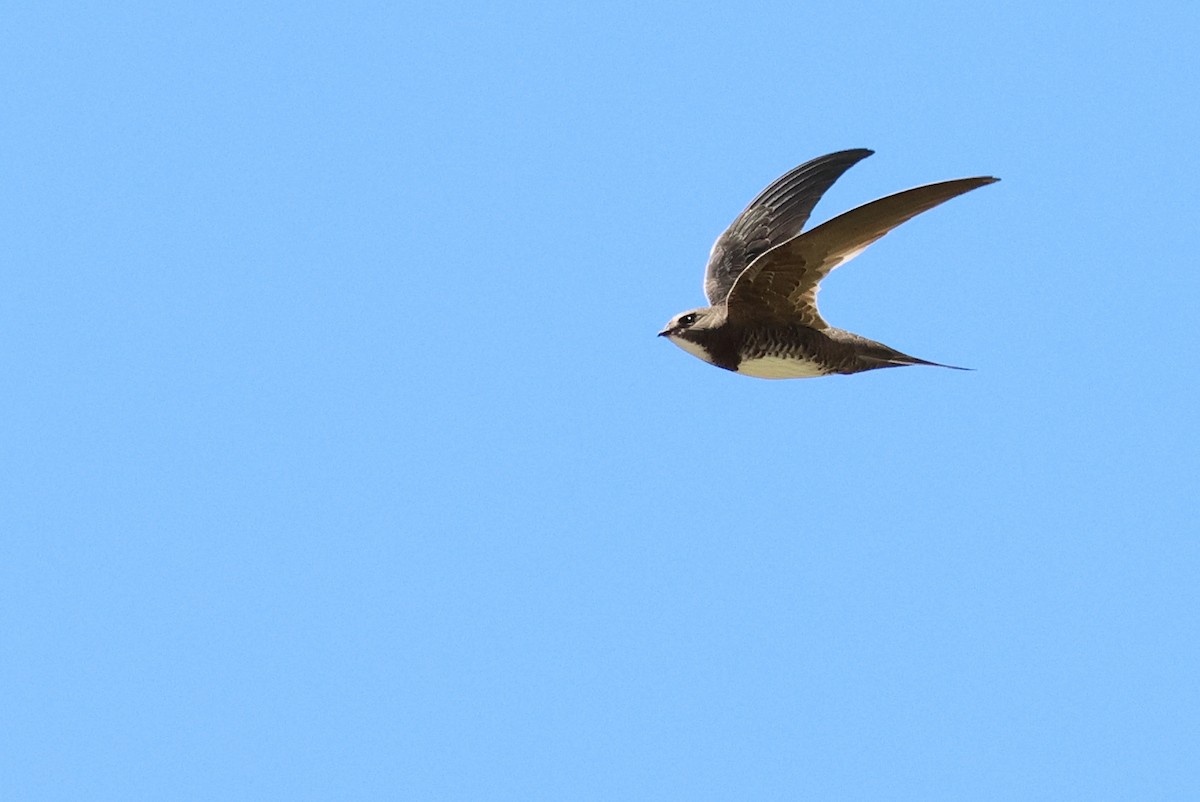 Alpine Swift - ML647013517