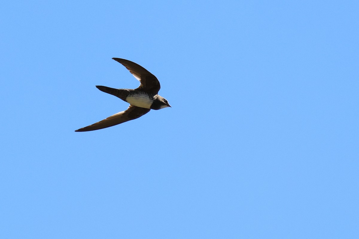 Alpine Swift - ML647013518