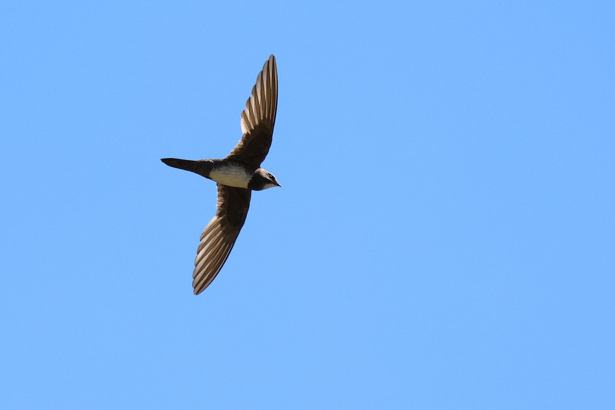 Alpine Swift - ML647013519