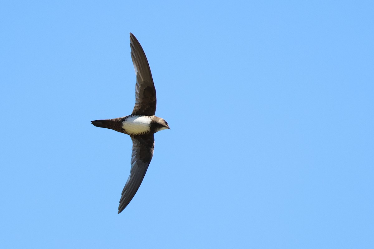 Alpine Swift - ML647013521