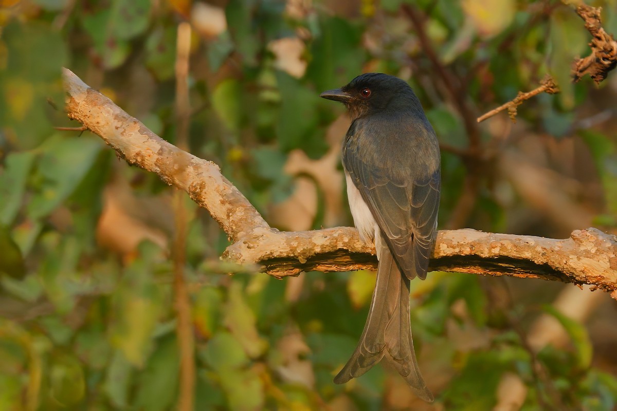 White-bellied Drongo - ML647013525