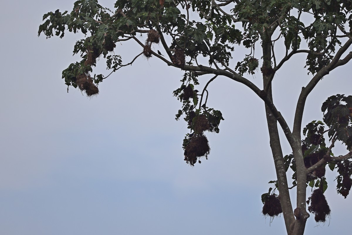 špaček lesklý [skupina metallica] - ML647013529