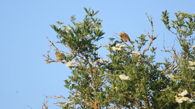 Yellowhammer - ML647013536