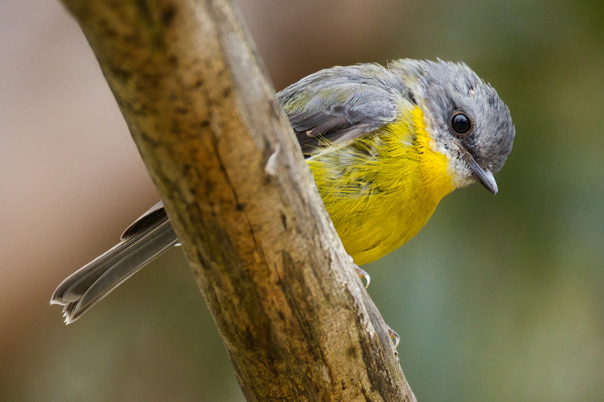 Королець жовтий - ML647013537