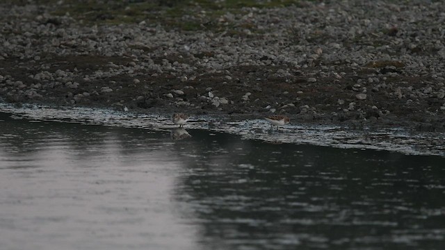 Little Stint - ML647013542
