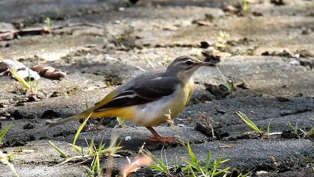 Gray Wagtail - ML647013543