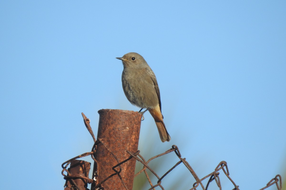 赭紅尾鴝 - ML647013544