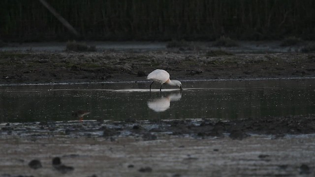 Eurasian Spoonbill - ML647013545