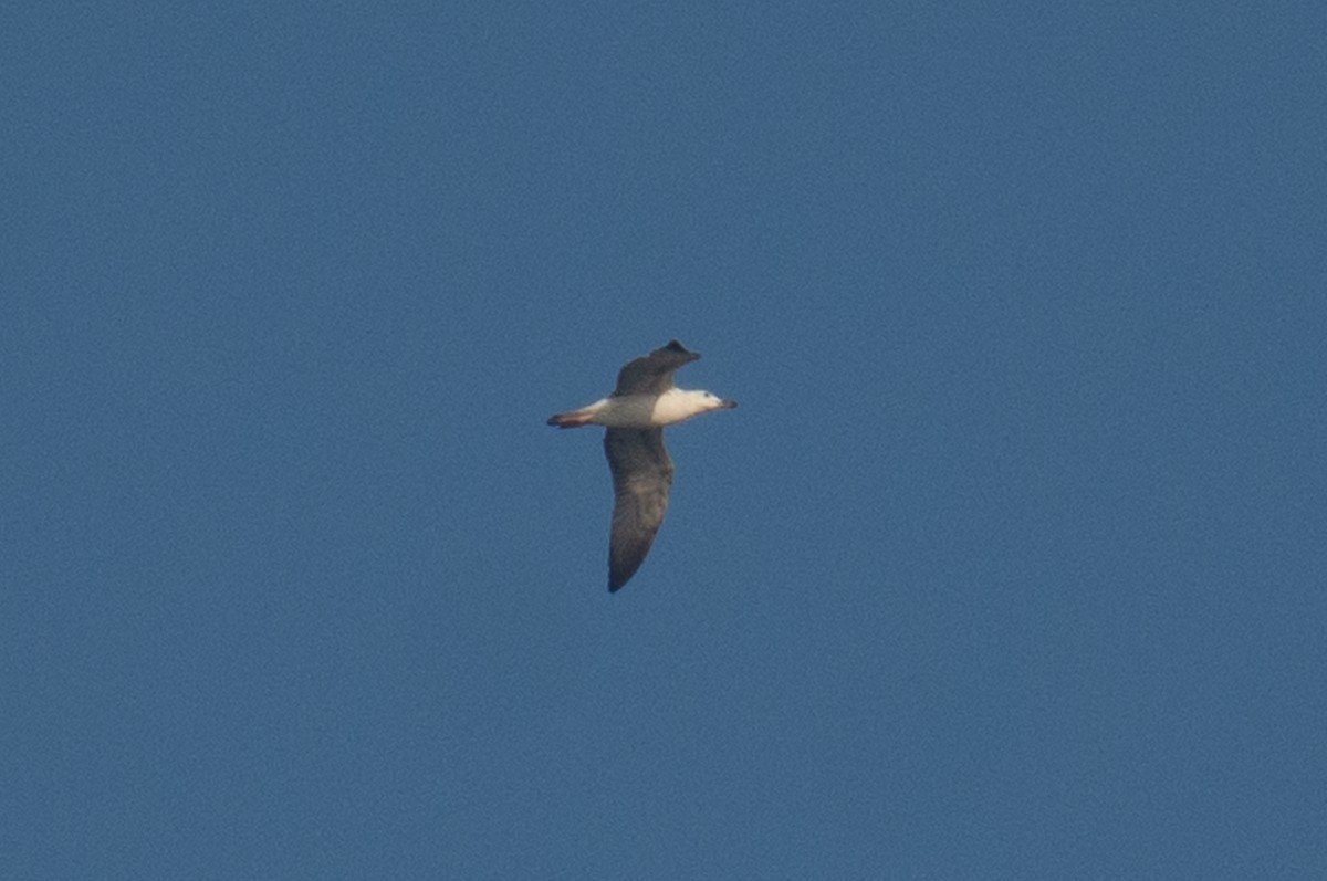 Lesser Black-backed Gull - ML647013555
