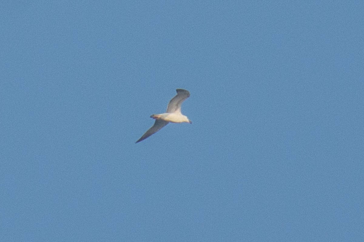 Lesser Black-backed Gull - ML647013556