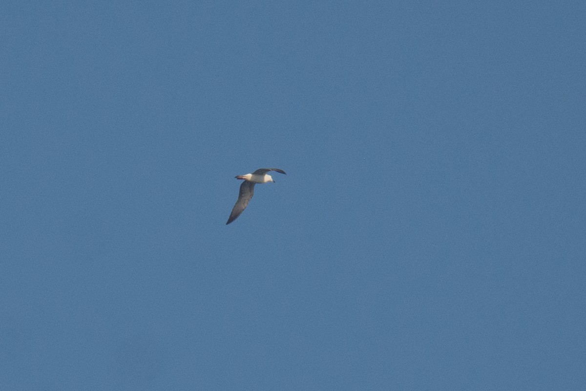 Lesser Black-backed Gull - ML647013559