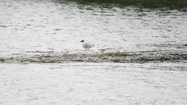 Temminck's Stint - ML647013560
