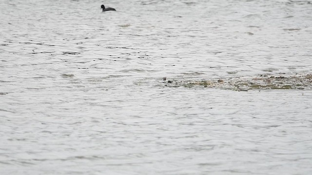 Temminck's Stint - ML647013564