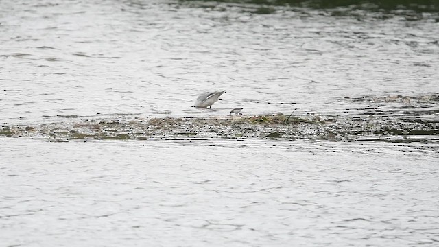 Temminck's Stint - ML647013565