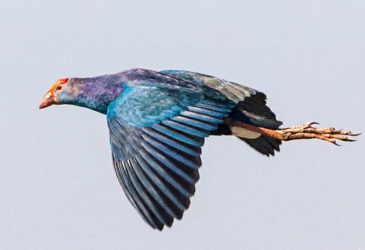 פורפיריה אפורת-ראש - ML647013566