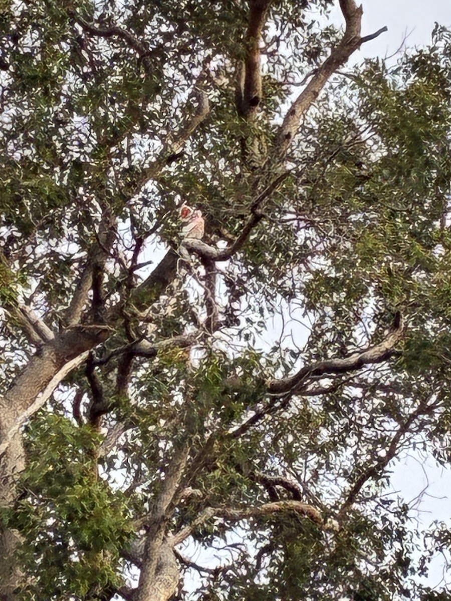 Pink Cockatoo - ML647013571