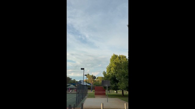 Pink Cockatoo - ML647013572