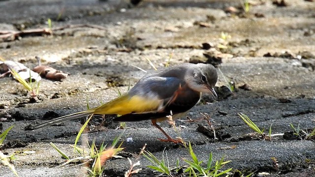 Gray Wagtail - ML647013573