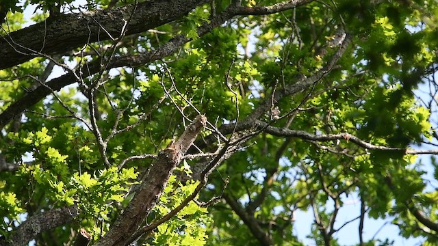 Spotted Flycatcher - ML647013574