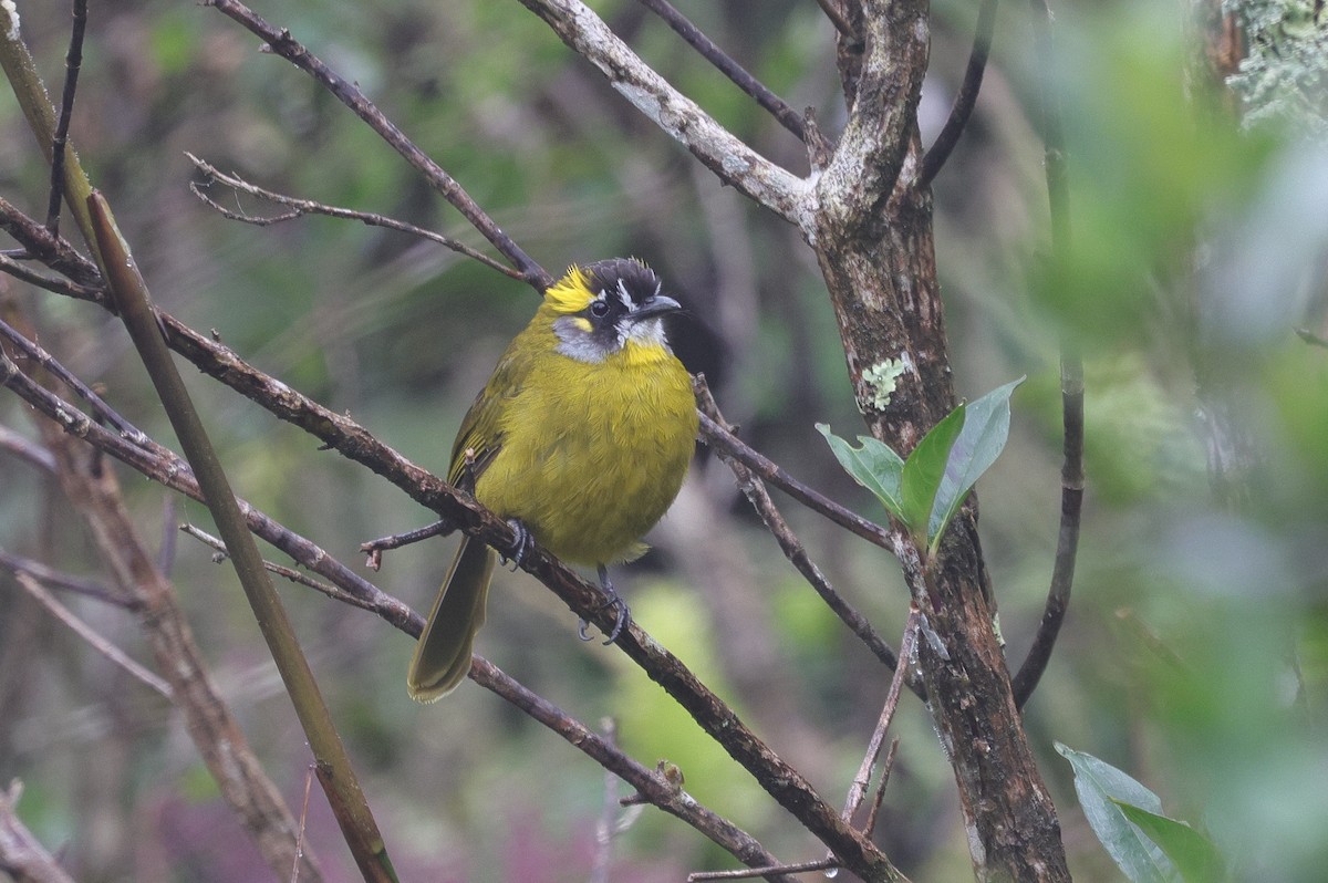 Yellow-eared Bulbul - ML647013575